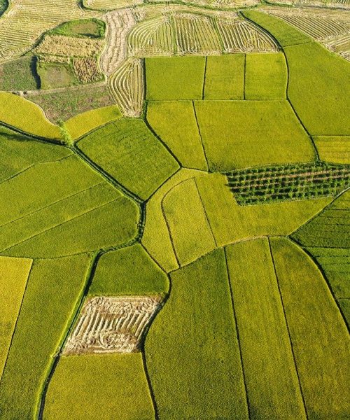 rice-fields-agriculture-golden-season-7247360